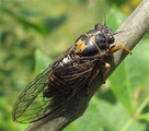 Light morph of <em>Cicadetta brevipennis hippolaidica</em>, male from Monte Sambuco, Italy - photo T.Hertach