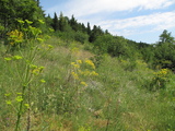 Extensive pastures at higher altitudes in the Monti Della Daunia massif (Apulia, Italy), typical habitat of <em>Cicadetta brevipennis hippolaidica</em>