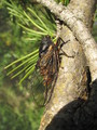 <em>Cicadetta petryi</em> from Arnex-sur-Orbe, Switzerland - photo T.Hertach