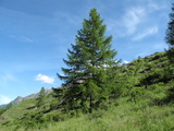 Extensive pastures with the European Larch (<em>Larix decidua</em>) at 1500 m (asl) in Val de Cogne, Aosta, Italy, extraordinary habitat of <em>Cicadetta petryi</em>