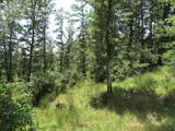 Oak forests of the foothills (Monte Amiata, Tuscany, Italy), typical habitat of <em>Cicadetta brevipennis</em> in the Apennine Mountains - photo T.Hertach