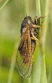 <em>Cicadetta brevipennis litoralis</em>, singing - Photo S.Puissant