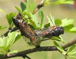 <em>Cicadetta petryi</em> copulation - Geneva, Switzerland - photo T. Hertach