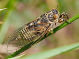 <em>Mezammira flaveola</em>, male - Mt. Mynthi, Peloponnese (Photo M. Gogala)