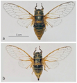 <em>Mezammira flaveola</em> comb. nova: a - neotype, male; b - female