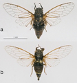 <em>Mezammira filoti</em>, a - male holotype, b - female paratype (photo M.G.).