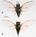 <em>Mezammira sakisi</em>, a - male holotype, b - female paratype 13 (photo M.G.)