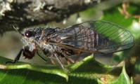 <em>Mezammira sakisi</em>, male from Mt. Madara, Peloponnese (photo Tomi Trilar).