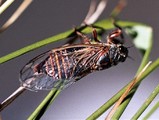 <em>Tympanistalna gastrica</em>, Albarraque, grasses, 5. June 2006, Photo J.A. Quartau