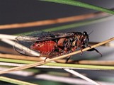 <em>Tympanistalna gastrica</em>, Albarraque, on grasses, 5. June 2006, photo J.A. Quartau