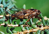 <em>Tettigettalna josei</em>, on halophytic plants, area of Tavira, Portugal (photo J.A.QUARTAU).