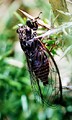 <em>Tettigettalna estrellae</em>, Póvoa de Lanhoso, Portugal, on Ulex sp., (photo J.A.QUARTAU)