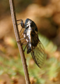 <em>Lyristes plebejus</em>, ovipositing female (Evia, Greece). Photo M.G.