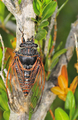 <em>Tibicina haematodes</em>, cymbalisation (singing) - Photo S. Puissant