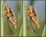 Tymbal activity of <em>Tibicina tomentosa</em> Photo S. Puissant