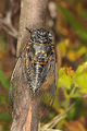 <em>Tibicina nigronervosa</em> cymbalising (singing), photo S. Puissant