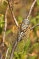 <em>Tibicina corsica corsica</em>, photo S. Puissant