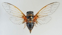 <em>Tibicina longisyllaba</em>, male, holotype from Sardinia, Tempio Pausania, photo T. Hertach