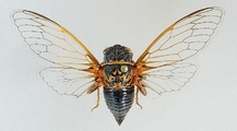 <em>Tibicina longisyllaba</em>, female paratype from Sardinia, Tempio Pausania, photo T. Hertach