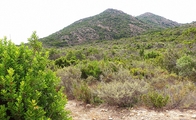 Habitat of <em>T. longisyllaba</em>: Capo Comino; Photo T. Hertach