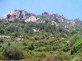 Habitat of <em>T. longisyllaba</em> Monte Pinu; photo T. Hertach