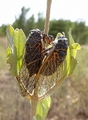 <em>Tibicina longisyllaba</em>, copula - Bidderosa, photo T. Hertach