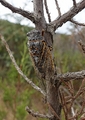 <em>Tibicina longisyllaba</em>, male - Capo Comino, Photo T. Hertach