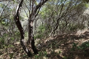 <em>Tibicina nigronervosa</em>, habitat - Sardinia Rena; Photo T. Hertach