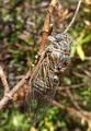 <em>Tibicina c. corsica</em>, female - Sardinia, Bocca d'Ominanda; photo T. Hertach