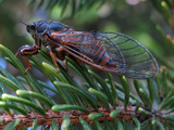 Fig 1: Cicadetta karandila: Live male; Karandila in Bulgaria; T. Trilar