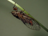 Fig 2: Cicadetta karandila: Live female; Karandila Mts in Bulgaria; T. Trilar