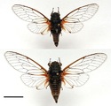 Fig 3: Cicadetta karandila: Male holotype (above) and a female paratype (below).<br />	Scale bar is 10 mm.