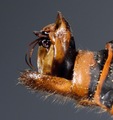 Fig 4: Cicadetta karandila: Lateral view of male genital capsule (holotype).