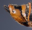Fig 6: Cicadetta karandila: Lateral view of female terminalia (paratype female).