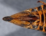 Fig 7: Cicadetta karandila: Ventral view of female terminalia (paratype female).