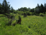 Fig 8: Cicadetta karandila: Habitat of the type locality on Karandila Mts in Bulgaria; T. Trilar.