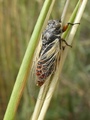 <em>Cicadetta albipennis</em>, male, Photo GURCEL <em>Cicadetta albipennis</em>, male, Photo GURCEL