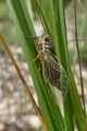 <em>Cicadetta albipennis</em> female, Photo HERTACH <em>Cicadetta albipennis</em> female, Photo HERTACH