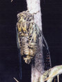 <em>Cicadatra alhageos</em>, male. <em>Cicadatra alhageos</em>, male.