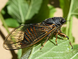 <em>Cicadetta euskara</em> male,<br>Spain: Vitoria-Gasteiz, photo Kevin Gurcel.