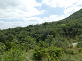 <em>Cicadetta euskara</em> habitat,<br>Spain: Vitoria-Gasteiz, photo Kevin Gurcel.