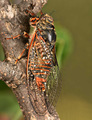 <em>Cicadetta iberica</em> male,<br>Spain: San Lorenzo de El Escorial, photo Stéphane Puissant.