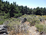 <em>Cicadetta iberica</em> habitat,<br>Spain: San Lorenzo de El Escorial, photo Thomas Hertach.