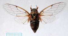 <em>C. hyalina</em>