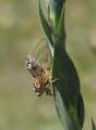 <em>C. hyalina</em>, singing continuous song, Romania (a frame from video recording, M.G.)