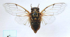 <em>C. platyptera</em>