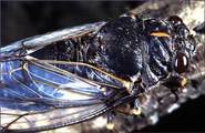 <em>C. persica</em> - R. Macedonia (note the "Tyndall blue" of wings), photo M.G.