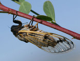 <em>C. querula</em>, specimen from Iran, photo M.G.