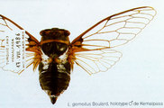 <em>L. gemellus</em> from the original description by Boulard 1988