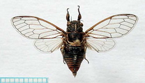 <em>Cicadetta mediterranea</em>, male